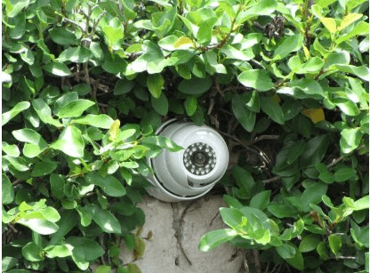 Discreet security camera hidden in landscaping